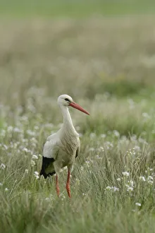 Images Dated 10th May 2013: White Stork -Ciconia ciconia-, Hude, Lower Saxony, Germany