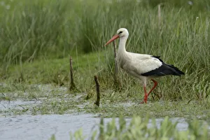 Images Dated 10th May 2013: White Stork -Ciconia ciconia-, Hude, Lower Saxony, Germany