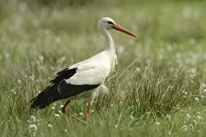 Images Dated 10th May 2013: White Stork -Ciconia ciconia-, Hude, Lower Saxony, Germany