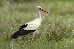 Images Dated 10th May 2013: White Stork -Ciconia ciconia-, Hude, Lower Saxony, Germany