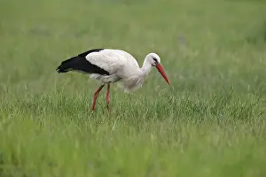 Oesterreich Prints: White Stork -Ciconia ciconia- on a meadow, Burgenland, Austria