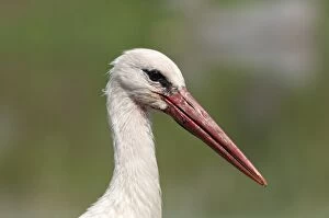 White Stork -Ciconia ciconia-, portrait, Lake Kerkini, Greece, Europe