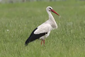 Oesterreich Prints: White Stork -Ciconia ciconia- standing on a meadow, Burgenland, Austria