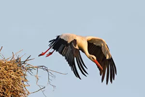 Adult Animal Gallery: White Stork -Ciconia ciconia- taking off from the nest, North Hesse, Kassel