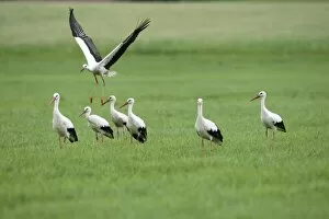 Images Dated 8th August 2011: White Storks -Ciconia ciconia-, Allgaeu, Bavaria, Germany, Europe