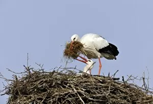 White Storks -Ciconia ciconia- cleaning their nest