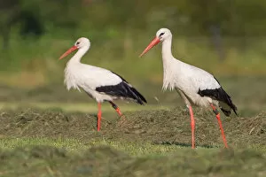 Images Dated 2nd July 2014: Two White Storks -Ciconia ciconia- foraging on meadow, North Hesse, Hesse, Germany