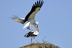 Images Dated 2nd April 2011: White Storks -Ciconia ciconia-, mating