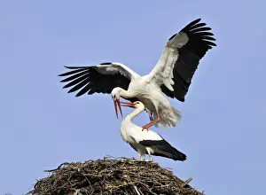 Mating Prints: White Storks -Ciconia ciconia-, mating on a storks nest