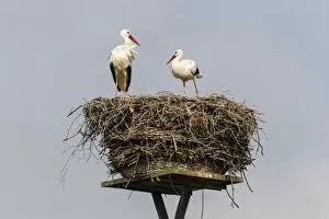 White storks -Ciconia ciconia- on the nest, Warnsdorf, Ratekau, Schleswig-Holstein, Germany