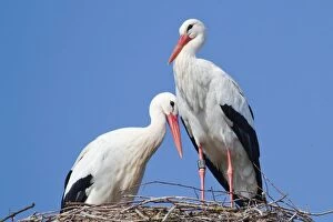 Images Dated 23rd March 2012: White Storks (Ciconia ciconia), pair on a nest, North Hesse, Hesse, Germany