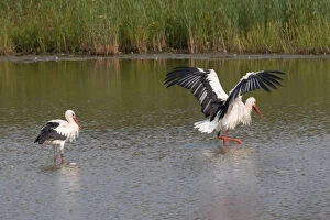 Images Dated 4th September 2014: White Storks -Ciconia ciconia- standing in water, bathing, North Hesse, Hesse, Germany