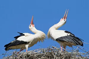 Two White Storks -Ciconia ciconia- welcoming each other to the nest, North Hesse, Hesse, Germany