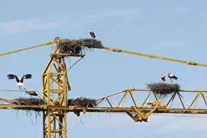 Images Dated 4th June 2013: White storks -Ciconia ciconia- and white stork nests on the arm of a construction crane, Kirchheim
