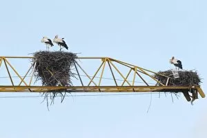 White storks -Ciconia ciconia- and white stork nests on the arm of a construction crane, Kirchheim