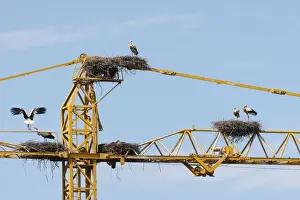 Nesting Prints: White storks -Ciconia ciconia- and white stork nests on the arm of a construction crane
