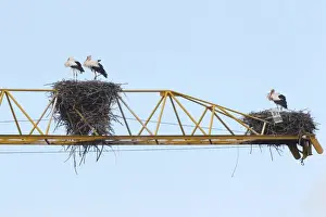 Nesting Prints: White storks -Ciconia ciconia- and white stork nests on the arm of a construction crane