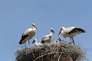 Images Dated 31st May 2012: White Storks -Ciconia ciconia- with young at the nest, Allgaeu, Bavaria, Germany, Europe