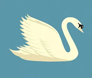 White Swan