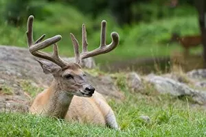 Images Dated 27th July 2014: White-tailed buck