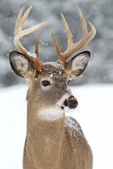 Images Dated 15th December 2013: White-tailed buck