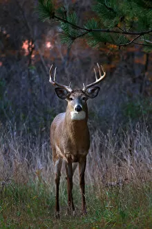 Images Dated 7th November 2013: White-tailed buck