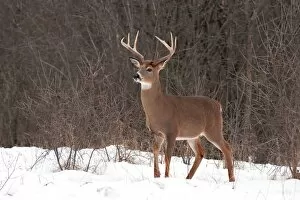 White-tailed buck deer