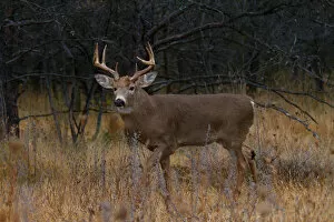Images Dated 17th November 2013: White-tailed Buck in Fall