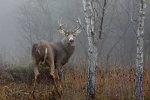 White-tailed buck look back