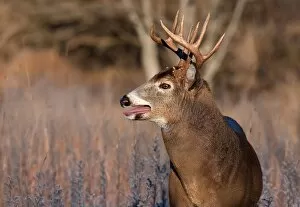 White-tailed buck in rut
