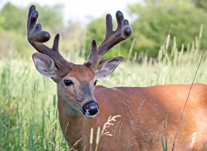 Images Dated 17th June 2012: White-tailed buck in spring