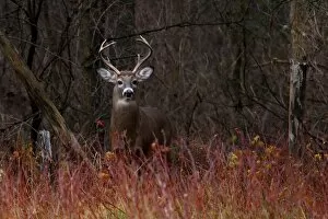 Images Dated 13th November 2011: WHite-tailed deer - On alert