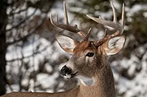 Images Dated 21st December 2010: White-tailed Deer Buck