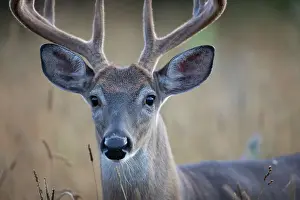 White-tailed deer buck closeup on an early morning with velvet antlers in summer in Canada
