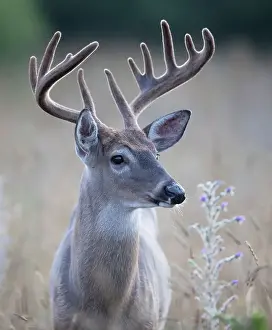 Jim Cumming Photography Prints: White-tailed deer buck closeup on an early morning with velvet antlers in summer in Canada