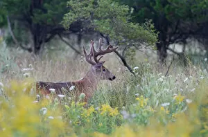 Images Dated 24th August 2014: White-tailed deer buck walking in a spring meadow