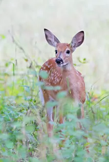 Images Dated 22nd August 2014: White-tailed deer fawn