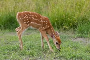 Images Dated 27th July 2014: White-tailed deer fawn