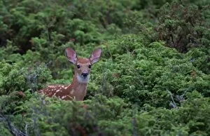 Images Dated 12th June 2011: White-tailed deer fawn