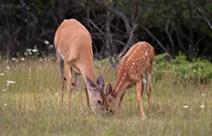 Images Dated 25th July 2011: White-tailed deer and fawn