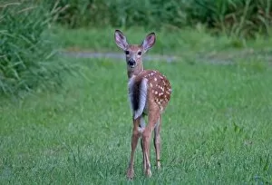 Images Dated 29th July 2011: White-tailed deer fawn