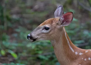 Images Dated 25th July 2011: White-tailed deer fawn