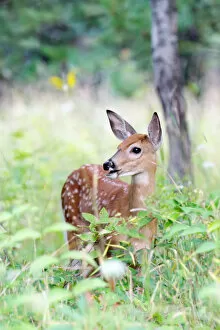 Images Dated 23rd August 2014: White-tailed deer fawn