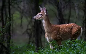 Images Dated 28th August 2014: White-tailed deer fawn