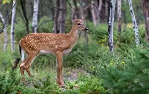 Images Dated 28th August 2014: White-tailed deer fawn