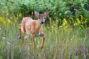 Images Dated 29th August 2014: White-tailed Deer Fawn