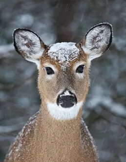 White-tailed deer New Hat