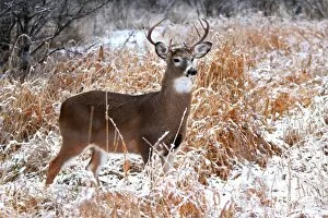 Images Dated 2nd December 2011: White-tailed deer - A regal stance
