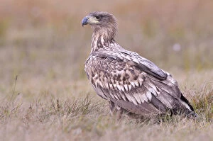 Images Dated 29th October 2013: White-tailed Eagle -Haliaeetus albicilla- on an autumn meadow, Kuyavian-Pomeranian Voivodeship
