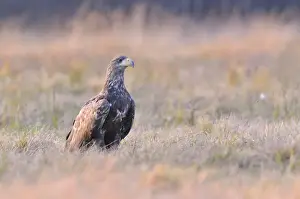Haliaeetus Prints: White-tailed Eagle -Haliaeetus albicilla- on an autumn meadow in the evening light